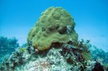 伊迪娜 门泽尔：拯救珊瑚的“海底女神”